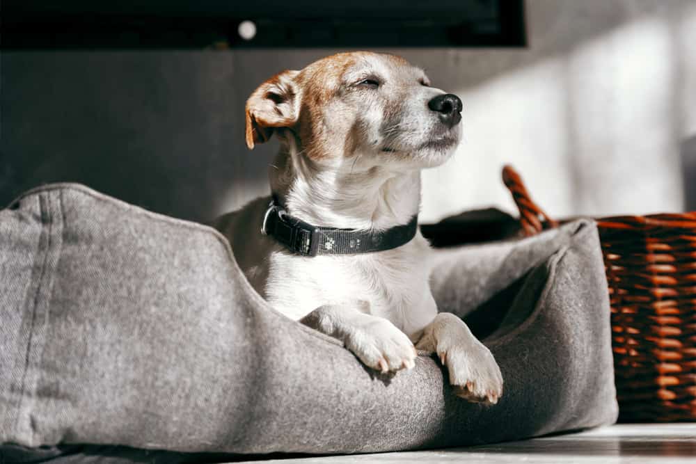 A happy dog in his bed after separation anxiety training