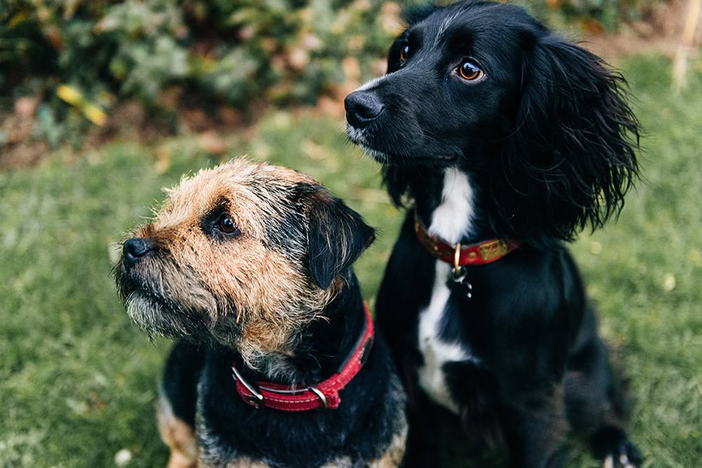 Dog walker Huddersfield