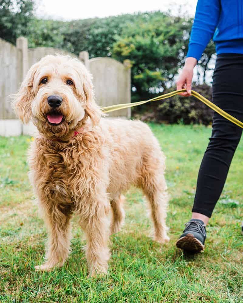 Local dog walking in Huddersfield, Mirfield, Kirkheaton, Lepton, Grange Moor, Flockton, Waterloo, Battyeford. West Yorkshire