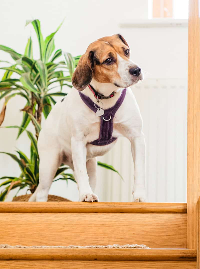 Online separation anxiety training for dogs
