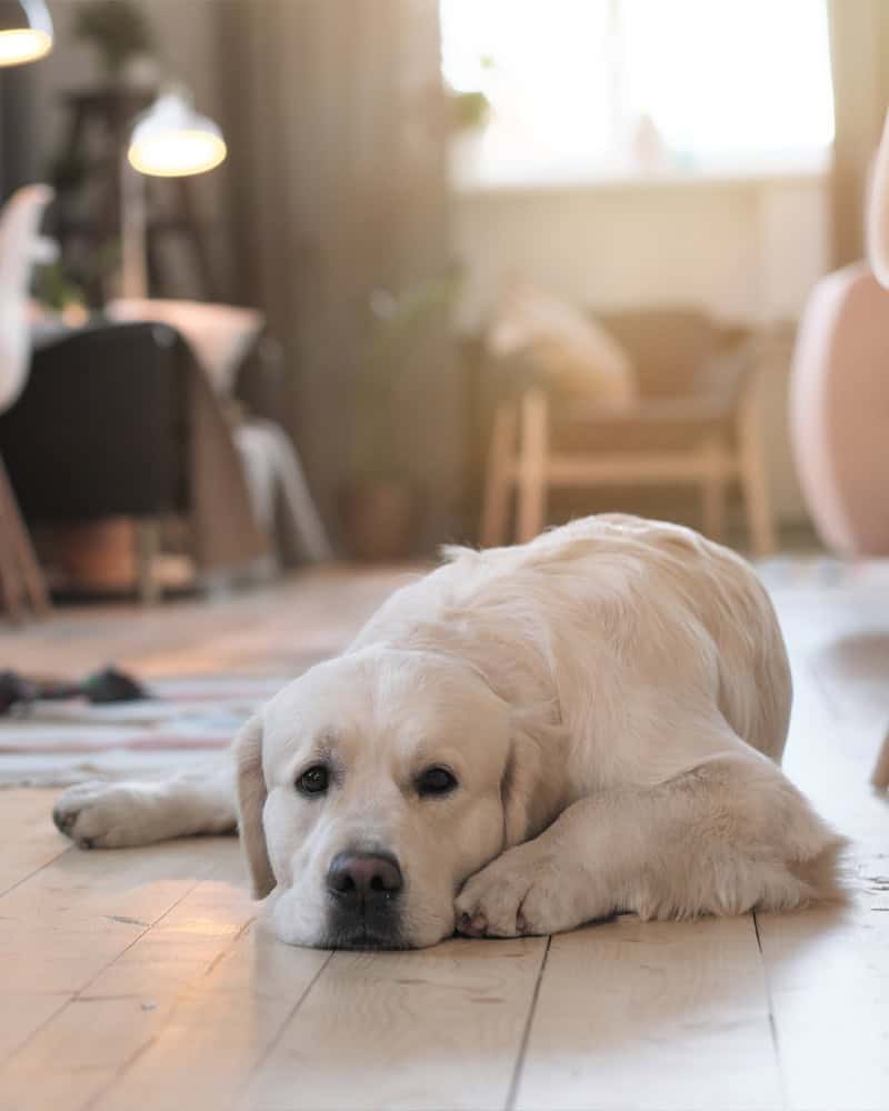 Separation anxiety dog training giving your dog confidence