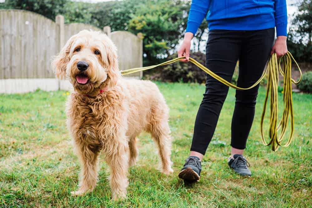 Superstar Dog and puppy training in Huddersfield West Yorkshire
