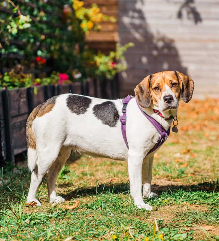 West Yorkshire Dog Training with Superstar Dogs