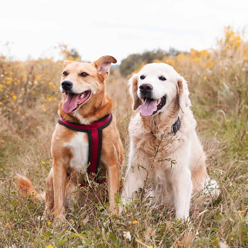 dog walking Huddersfield, Mirfield, Kirkheaton, Lepton, Grange Moor, Flockton, Waterloo, Battyeford. West Yorkshire.