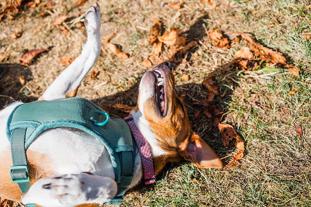 happy dog rolling around on the grass