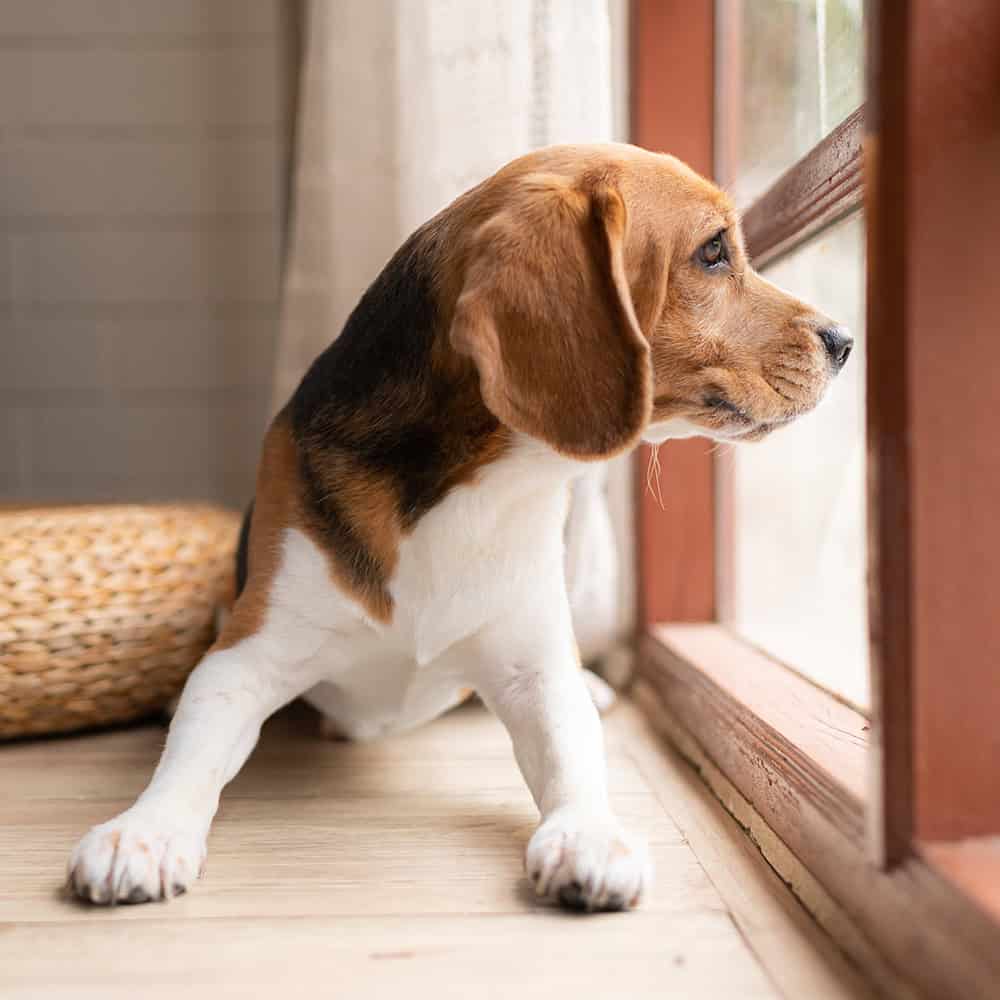 online separation anxiety dog trianing