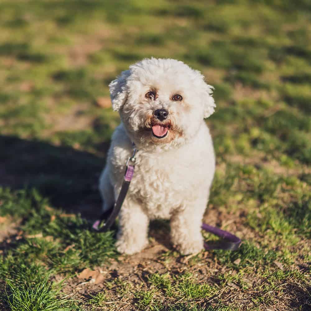 puppy and dog training Huddersfield, Mirfield, Kirkheaton, Lepton, Grange Moor, Flockton, Waterloo, Battyeford. West Yorkshire.