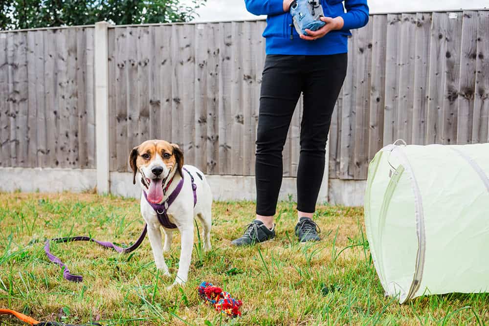 1 1 Puppy training package Huddersfield, Mirfield, Kirkheaton, Lepton, Grange Moor, Flockton, Waterloo, Battyeford. West Yorkshire