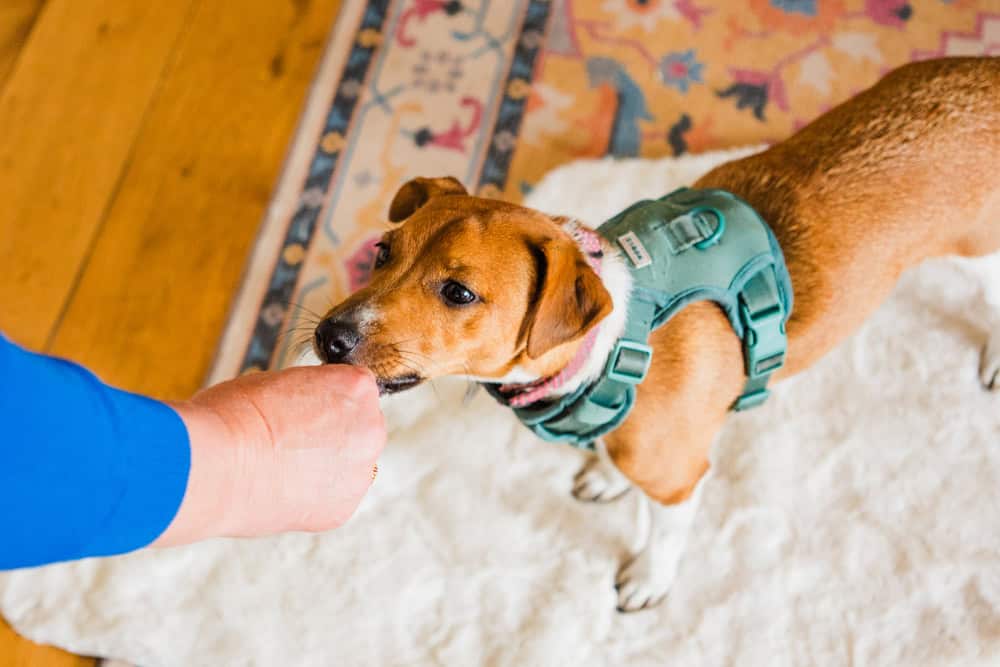 A happy dog in his bed after dog training session with Superstar Dog Training