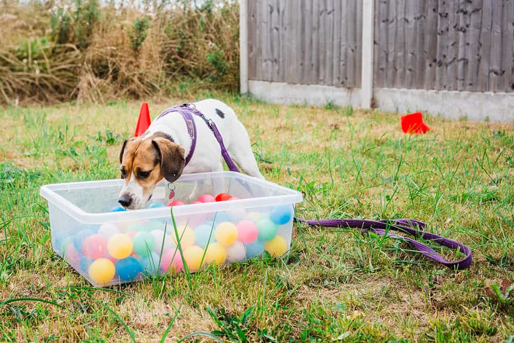 puppy classes Huddersfield, Mirfield, Kirkheaton, Lepton, Grange Moor, Flockton, Waterloo, Battyeford. West Yorkshire